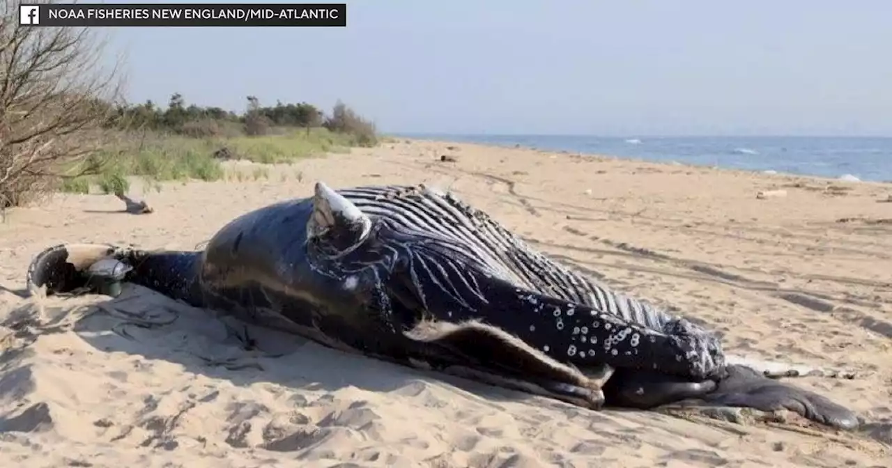 Officials: 2 humpback whales found dead off coast of New York had sustained 'blunt force trauma'