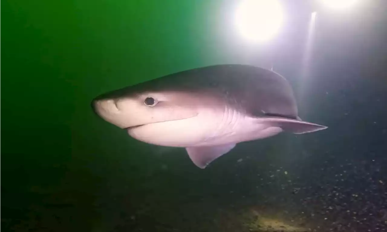 'On every diver's bucket list': Video shows up-close encounter with shark in Alberni Inlet