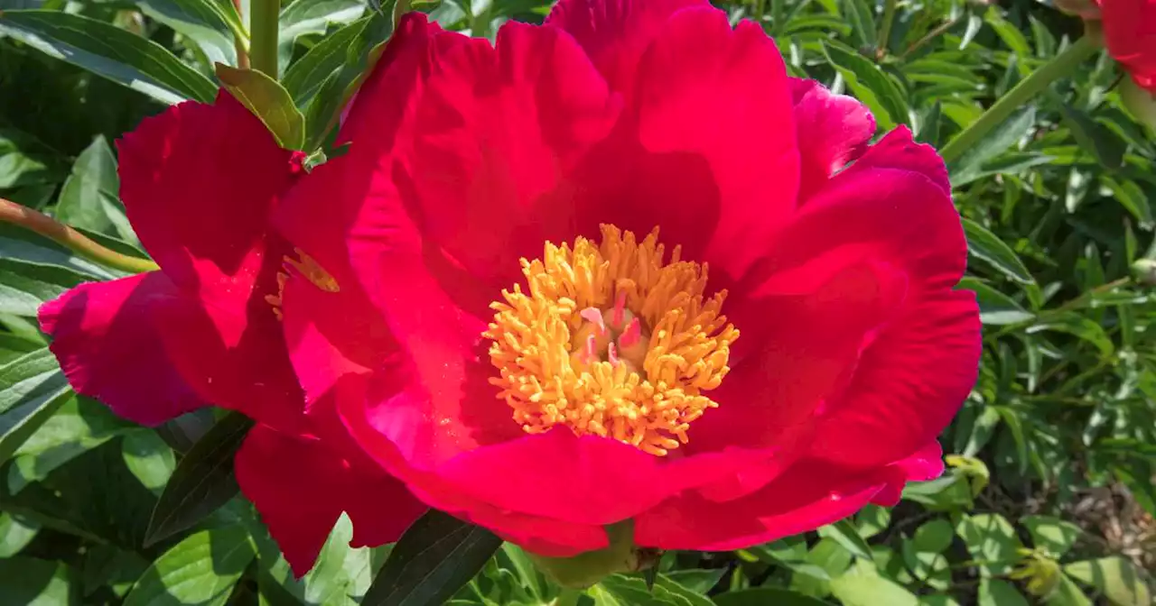 Grow peonies in your garden with these tips