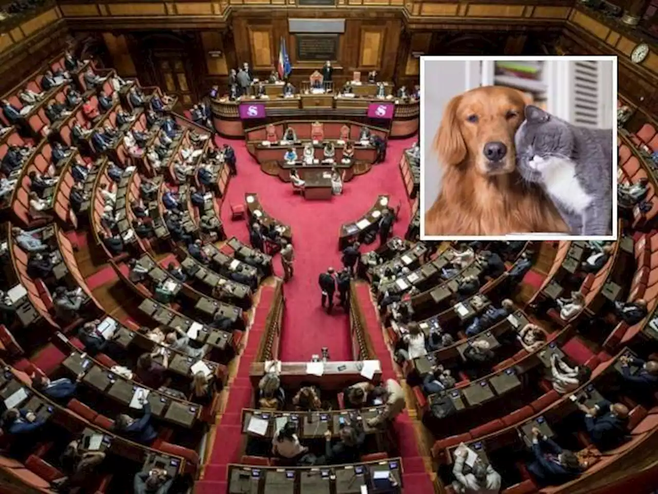 Cani e gatti al Senato: Biancofiore difende la proposta di regolamento. Istruttoria di La Russa in corso