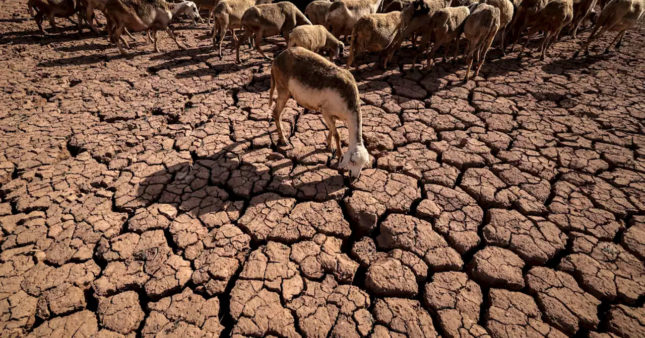 Inflation. Le Maroc va-t-il renoncer aux sacrifices de moutons lors de l’Aïd ?