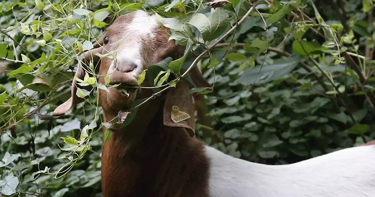 California labor laws affecting goat herders could remove key state wildfire prevention method