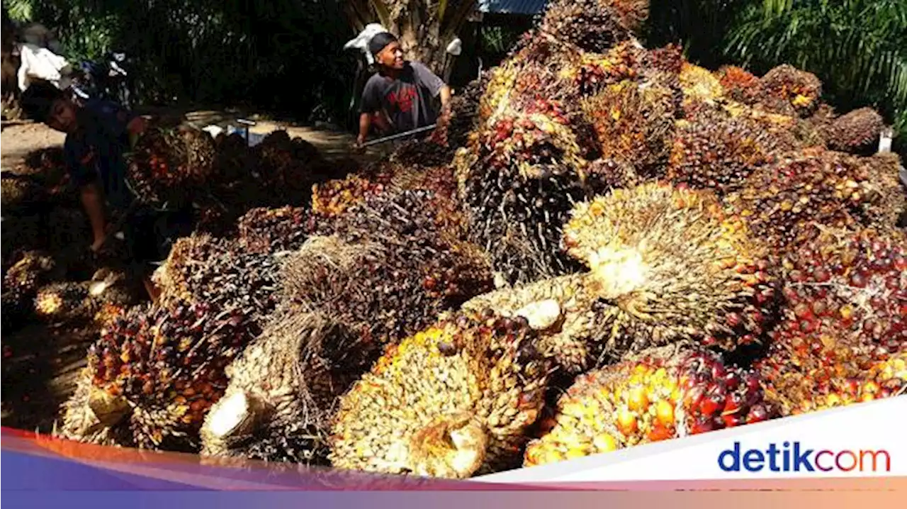 Anak Holding Perkebunan Punya 56.000 Ha Lahan Sawit Plasma, Serap Ribuan Petani