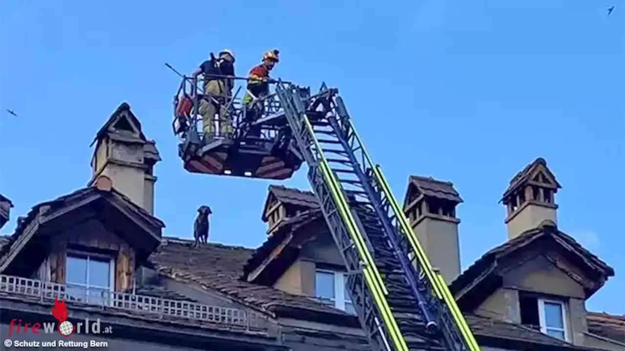 Schweiz: Feuerwehr holt Labradorhündin mit Drehleiter von Altstadt-Wohnhausdach