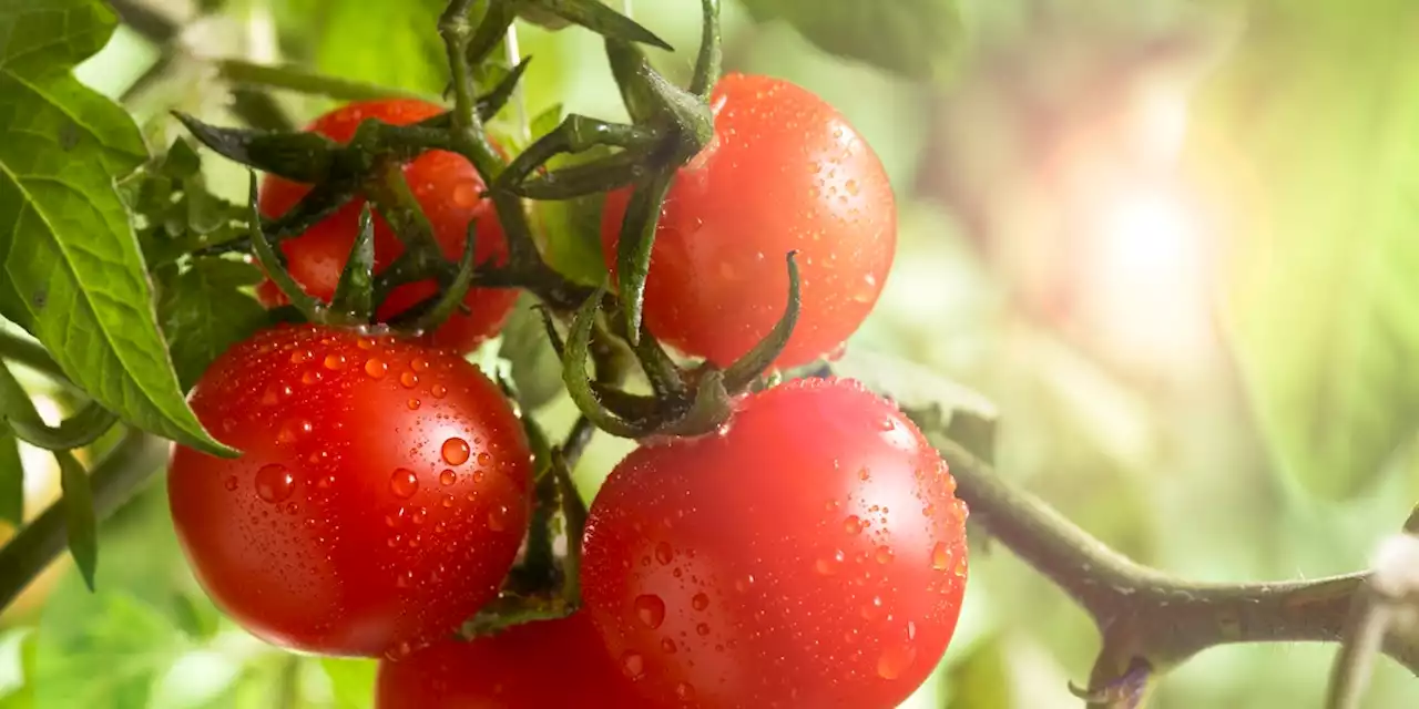 Mit einem einfachen Trick werden deine angebauten Tomaten größer und saftiger - Video