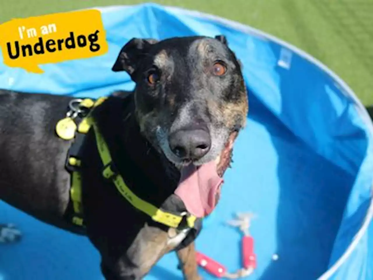 Adopt a Lurcher Cross Rescue Dog | Jax | Dogs Trust