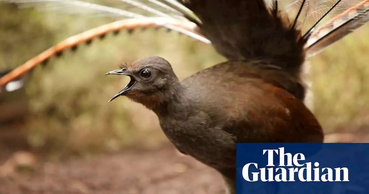 Searching for Spotty: the lure of the legend of Sherbrooke Forest