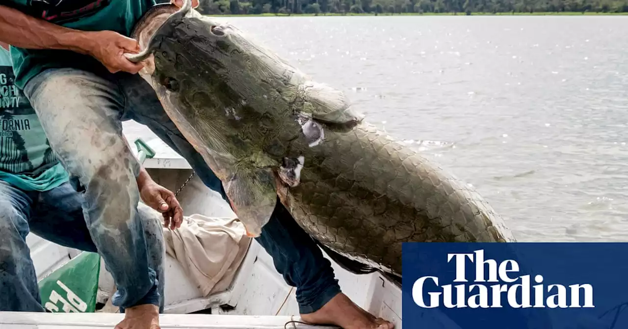 ‘You’re looking to die’: the Brazil river where illegal fishing threatens lives