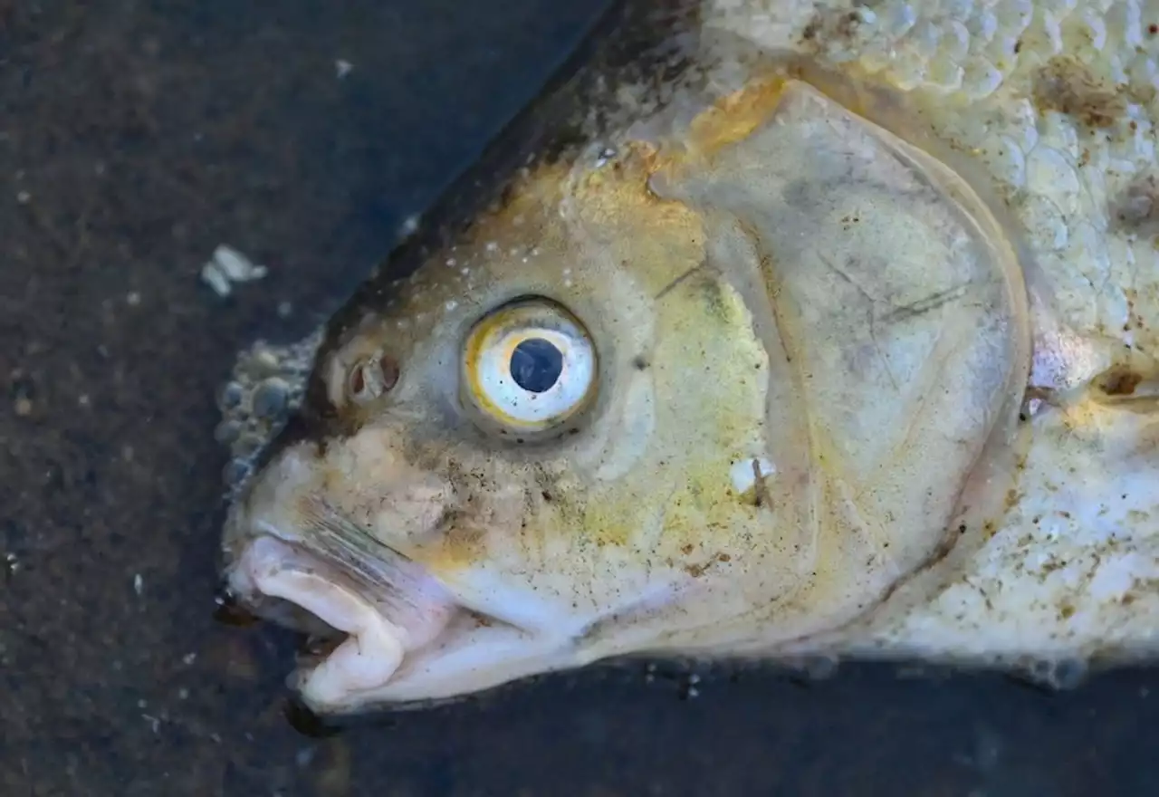 Polizei sucht Zeugen: Rund 130 Fische verenden in einem Weiher in Teisnach - idowa