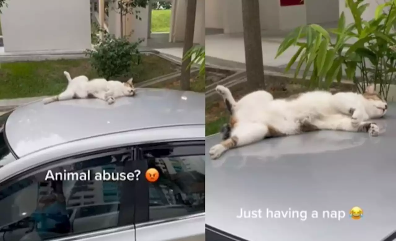 Animal abuse? Nah, just taking a nap! — Cat caught sleeping on top of car amuses netizens - Singapore News