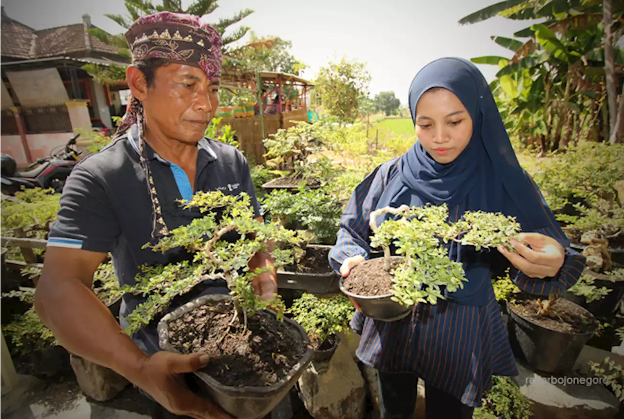 Suburkan dengan Pupuk Cair Fermentasi