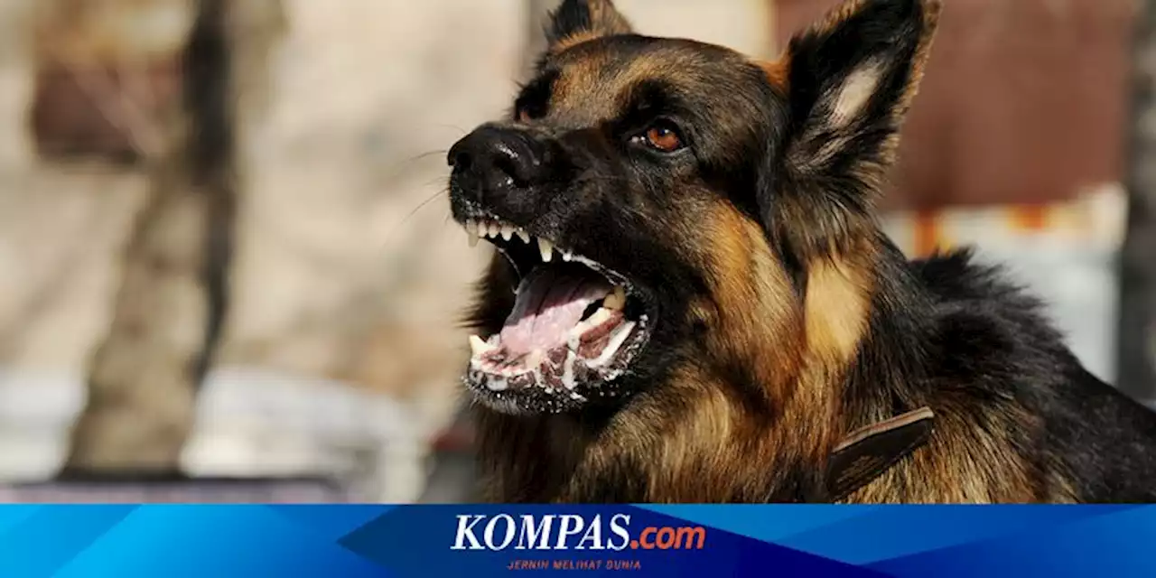 KLB Rabies di NTT, Penting Kenali Penyebabnya