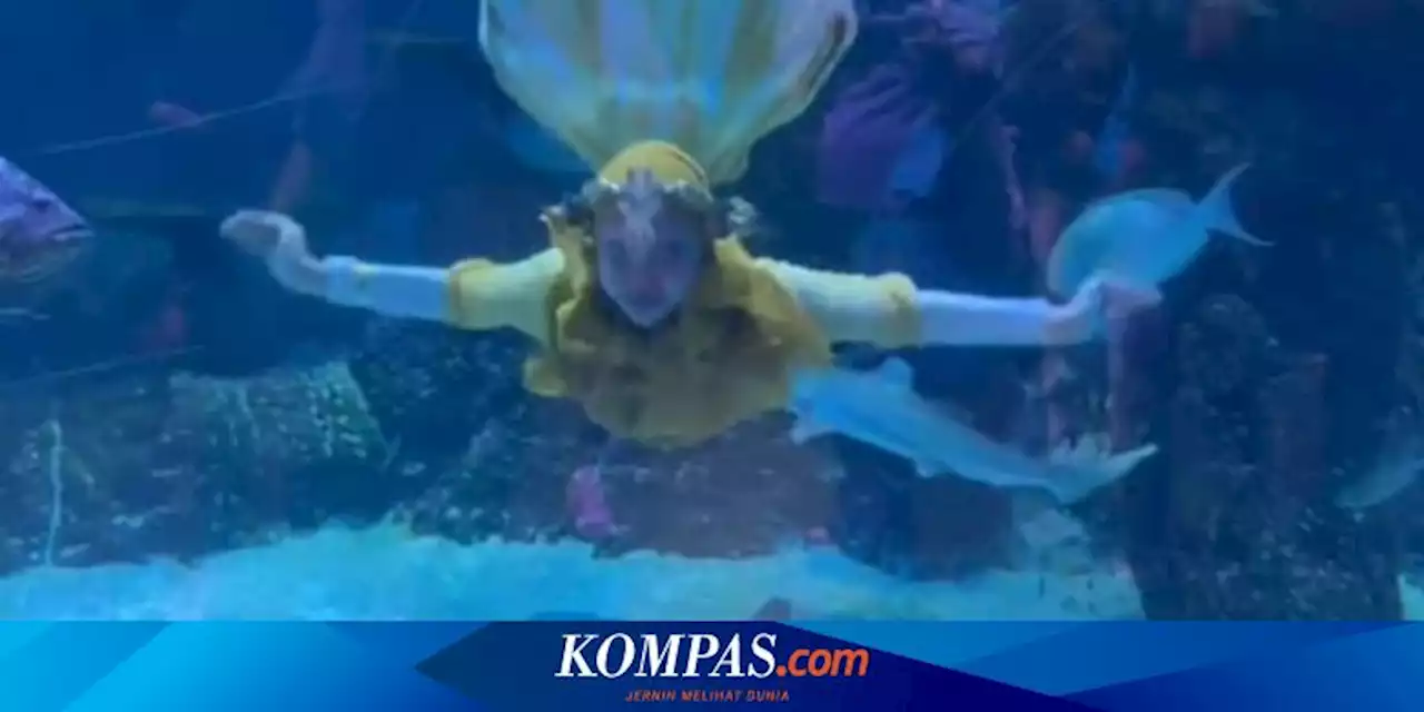 Pakai Busana Mermaid, Ria Ricis Menyelam di Jakarta Aquarium