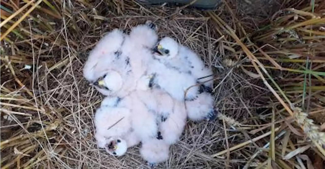 Avec le réchauffement, les oiseaux font moins de petits