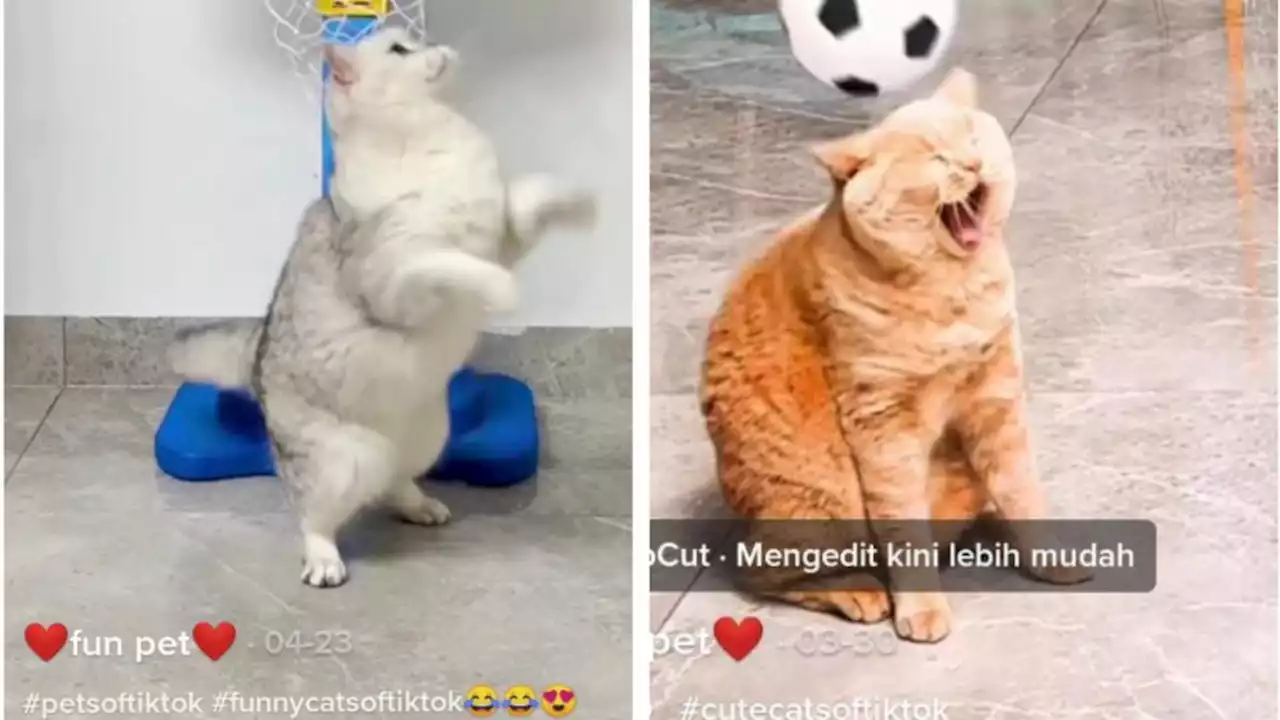 6 Potret Aksi Kucing Ikut Olahraga Ini Viral, Lincah Bak Atlet