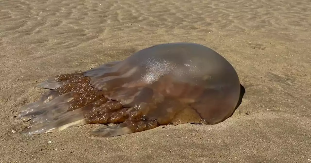 The huge jellyfish invading Lancashire's beaches as readers show off their snaps