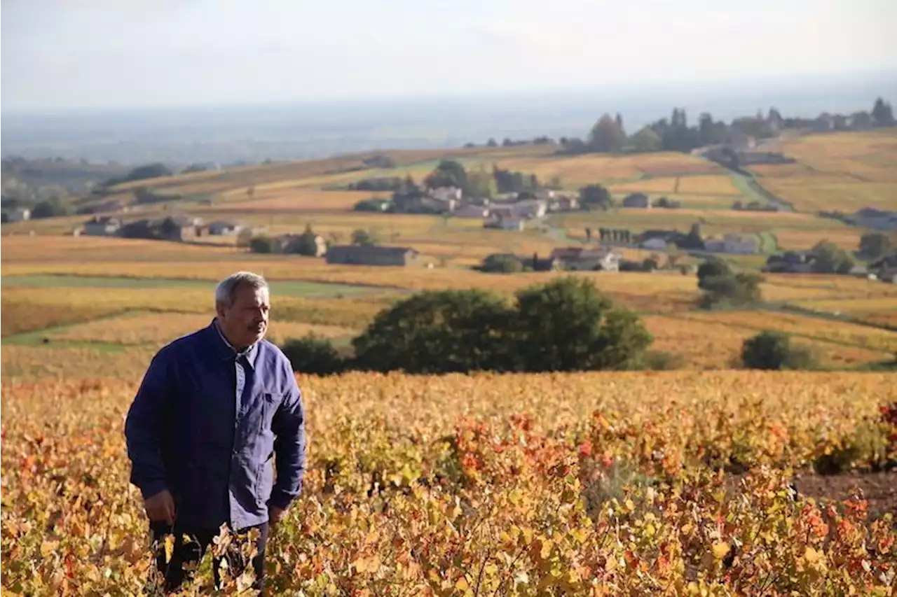 'Mon Beaujolais' : le coup de gueule de Périco Légasse en défense d'un vin méprisé