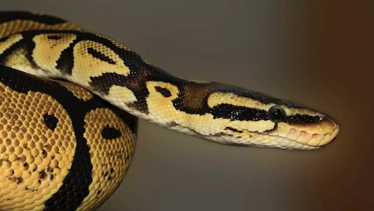 'Le serpent fait environ 2 mètres' : elle va aux toilettes et se retrouve face à face avec un immense python