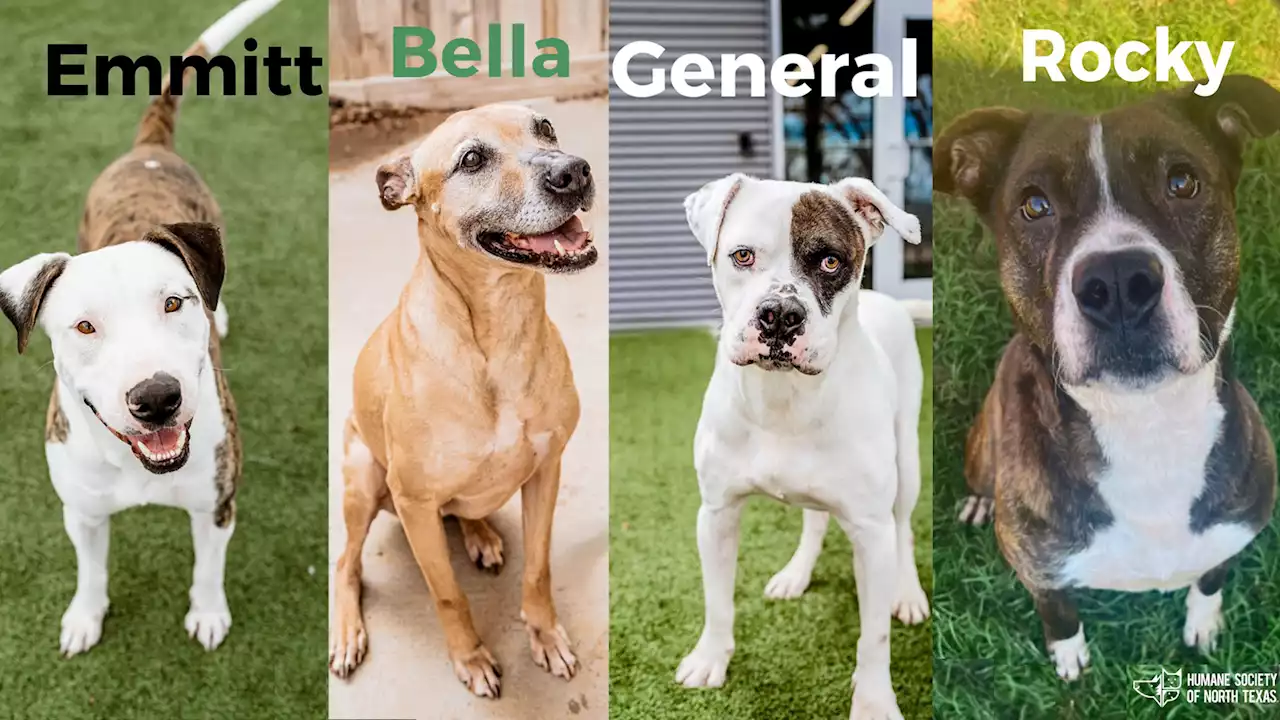 Pets of the Week: Emmitt, Bella, General & Rocky