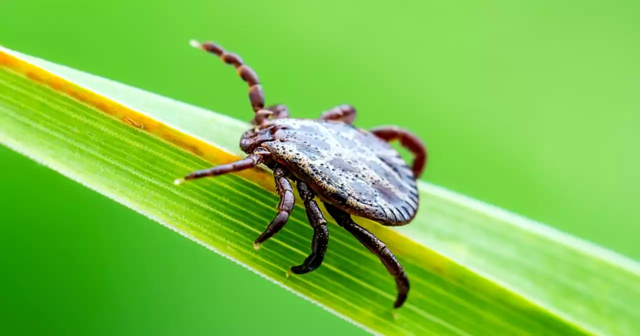 Is Covid ticking up? Viruses and other bugs could make a summer comeback, doctors say