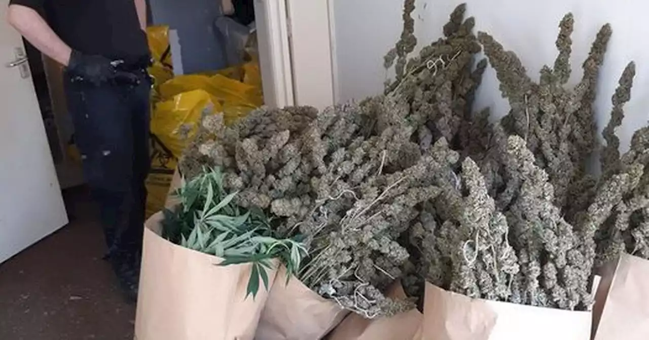 Police find £300k worth of cannabis plants after burglary report