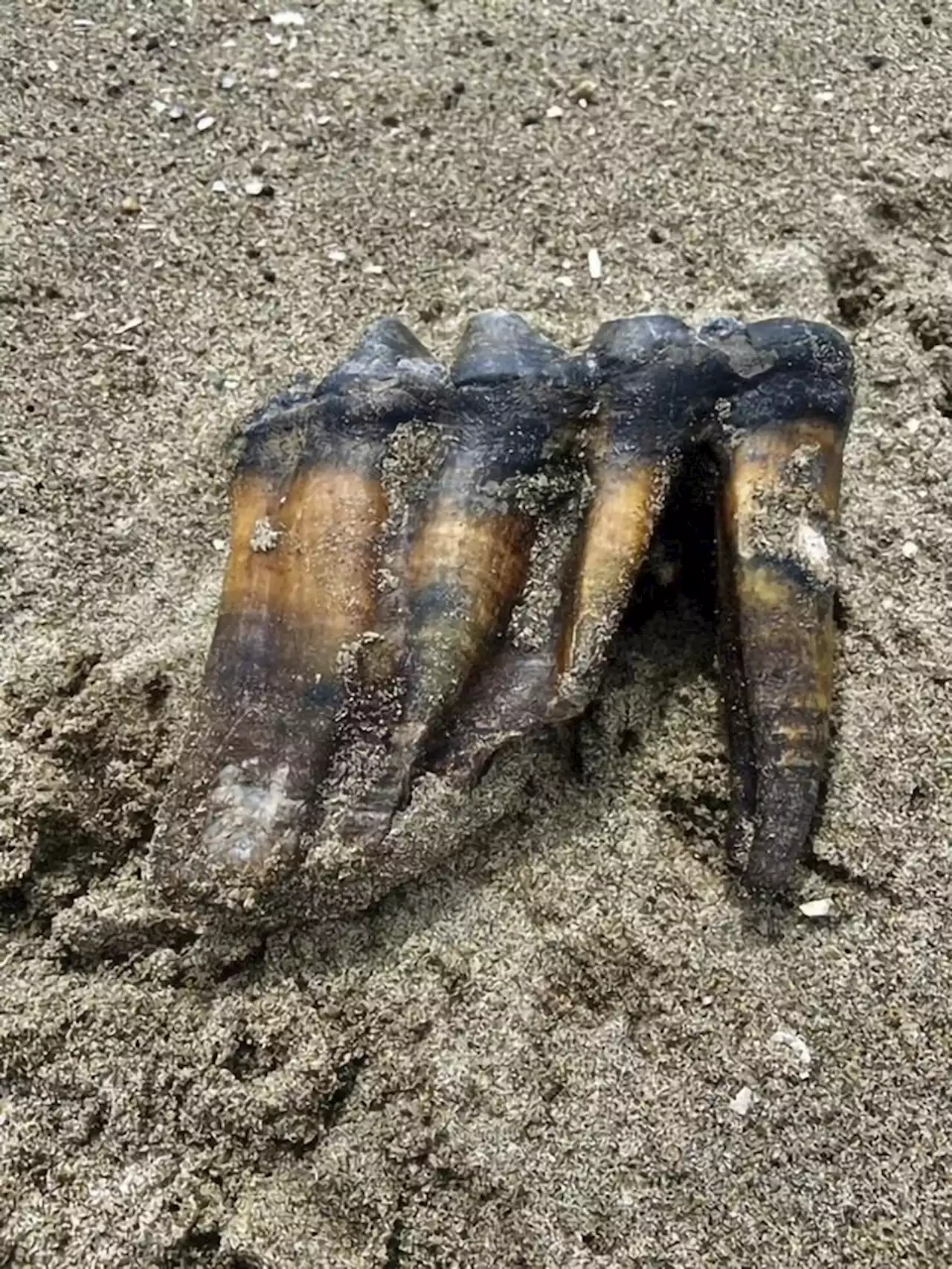 Woman walking on California beach finds ancient mastodon tooth