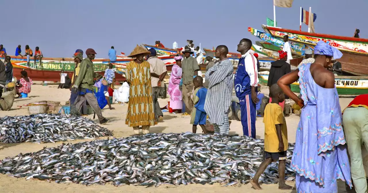 Fischfabrik in Senegal: Wo Fischabfall zu Mehl gemahlen wird