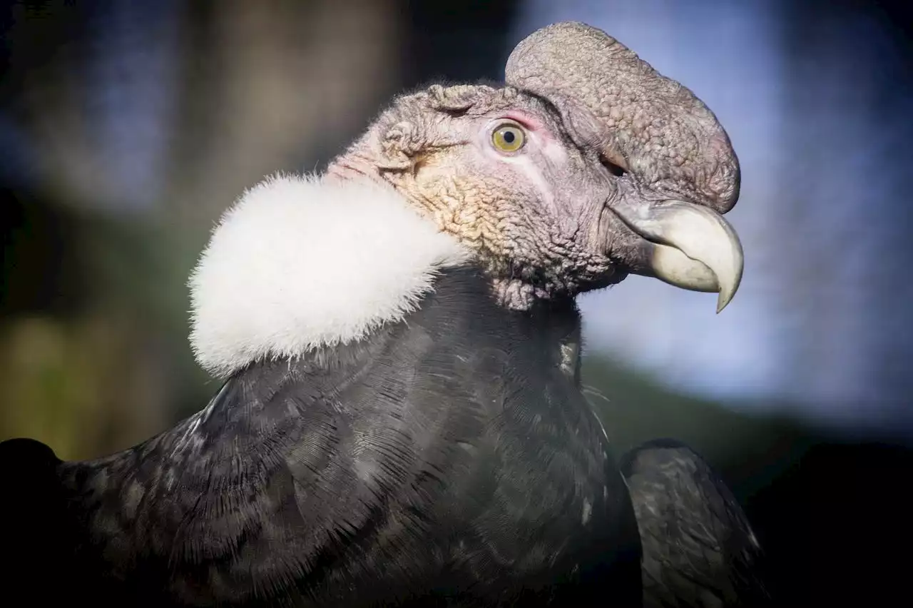 Erste Vogelgrippe-Impfung für Wildvögel geplant - Schweizer Bauer