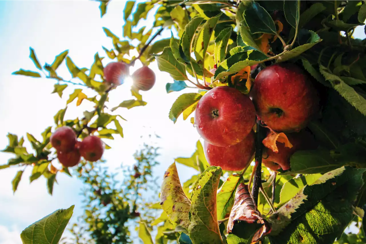 Food forest to be grown at Science North