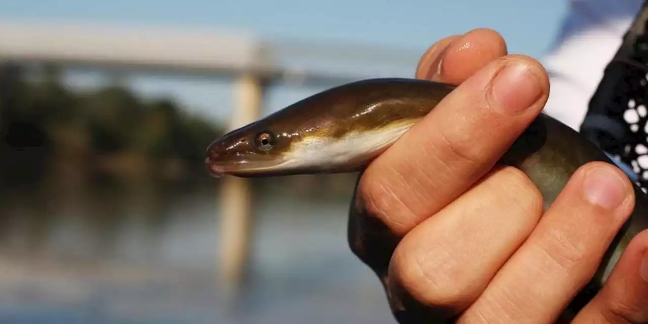 En images : l’anguille, une espèce emblématique de la Garonne menacée