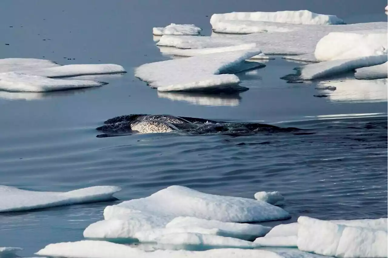 Inuit, environmental groups praise cruises for agreeing to avoid Eclipse Sound - Terrace Standard