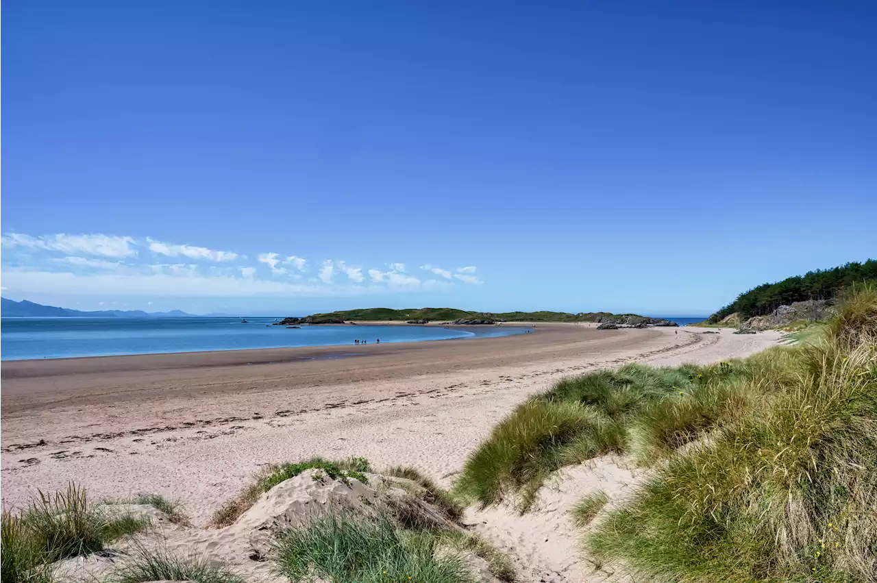 Urgent dog warning as pet nearly dies during beach walk after horror encounter