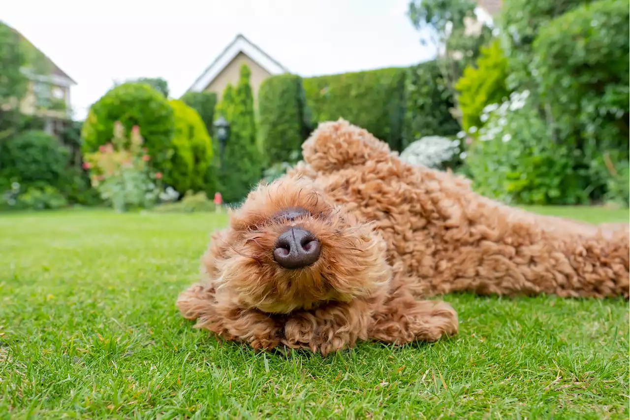 Urgent vet warning over common garden flower that can make your dog very ill