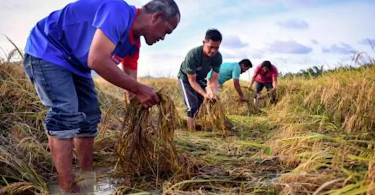 More than 30 Malacca padi farmers affected by lack of good irrigation system