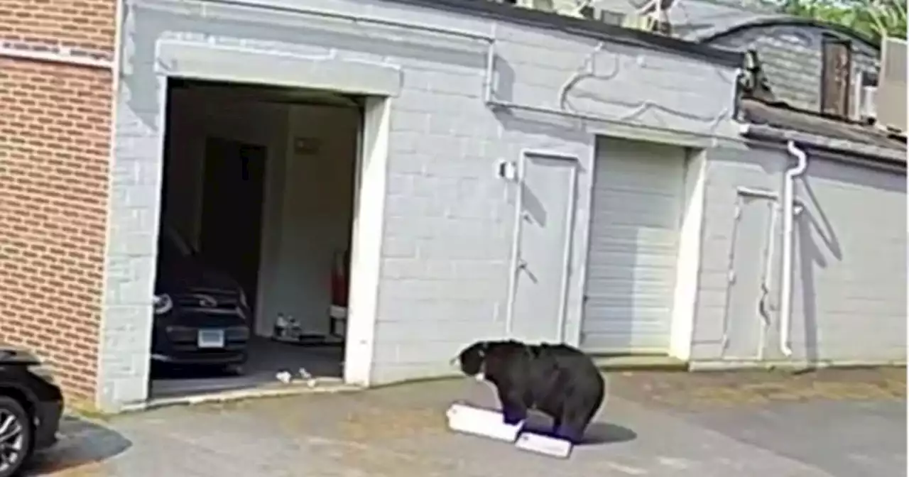 Bear breaks in and eats 60 cupcakes at Connecticut bakery