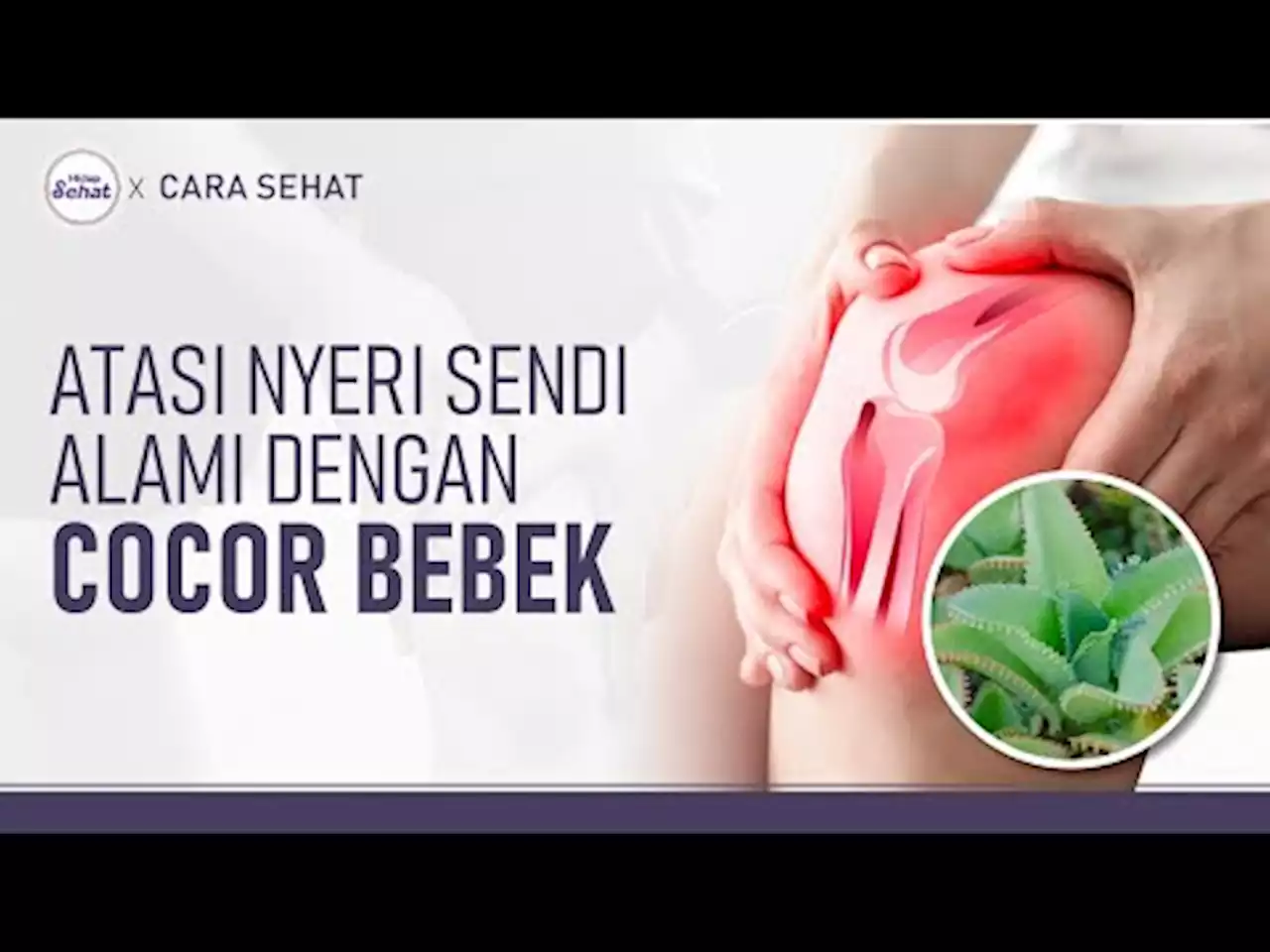 Cara Buat Ramuan Daun Cocor bebek untuk Nyeri Sendi - tvOne