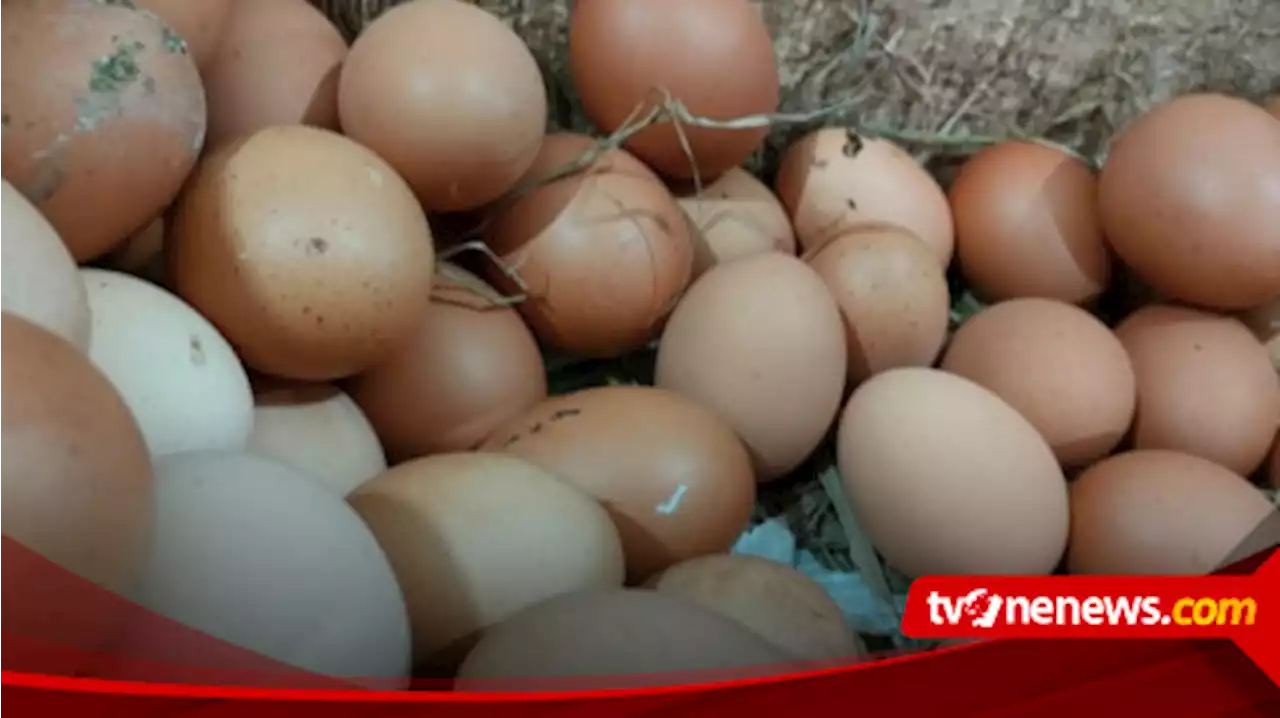 Meski Harga Turun, Pemkot Surakarta Tetap Pantau Harga Telur Ayam