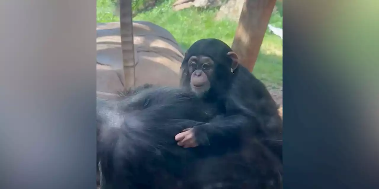 CUTE: Baby chimpanzee makes public debut at Oklahoma zoo