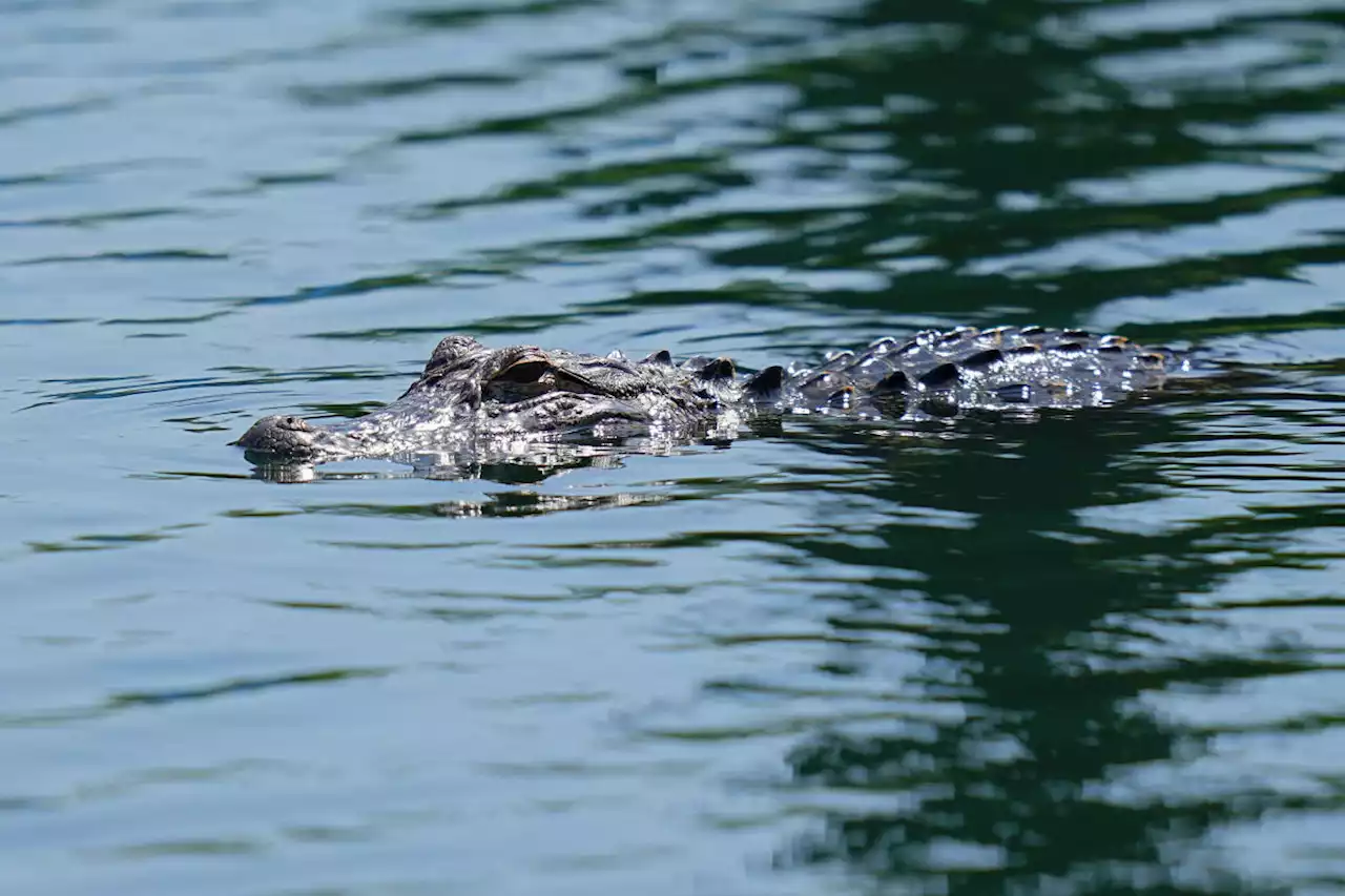 MMA fighter Mike Dragich helped capture 10-foot alligator outside Florida school