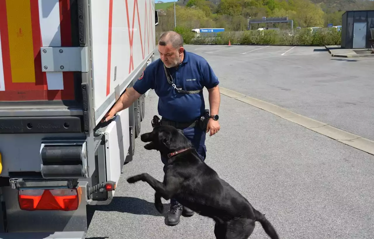 Irish, un labrador des douanes du Pays basque, récompensé pour sa carrière