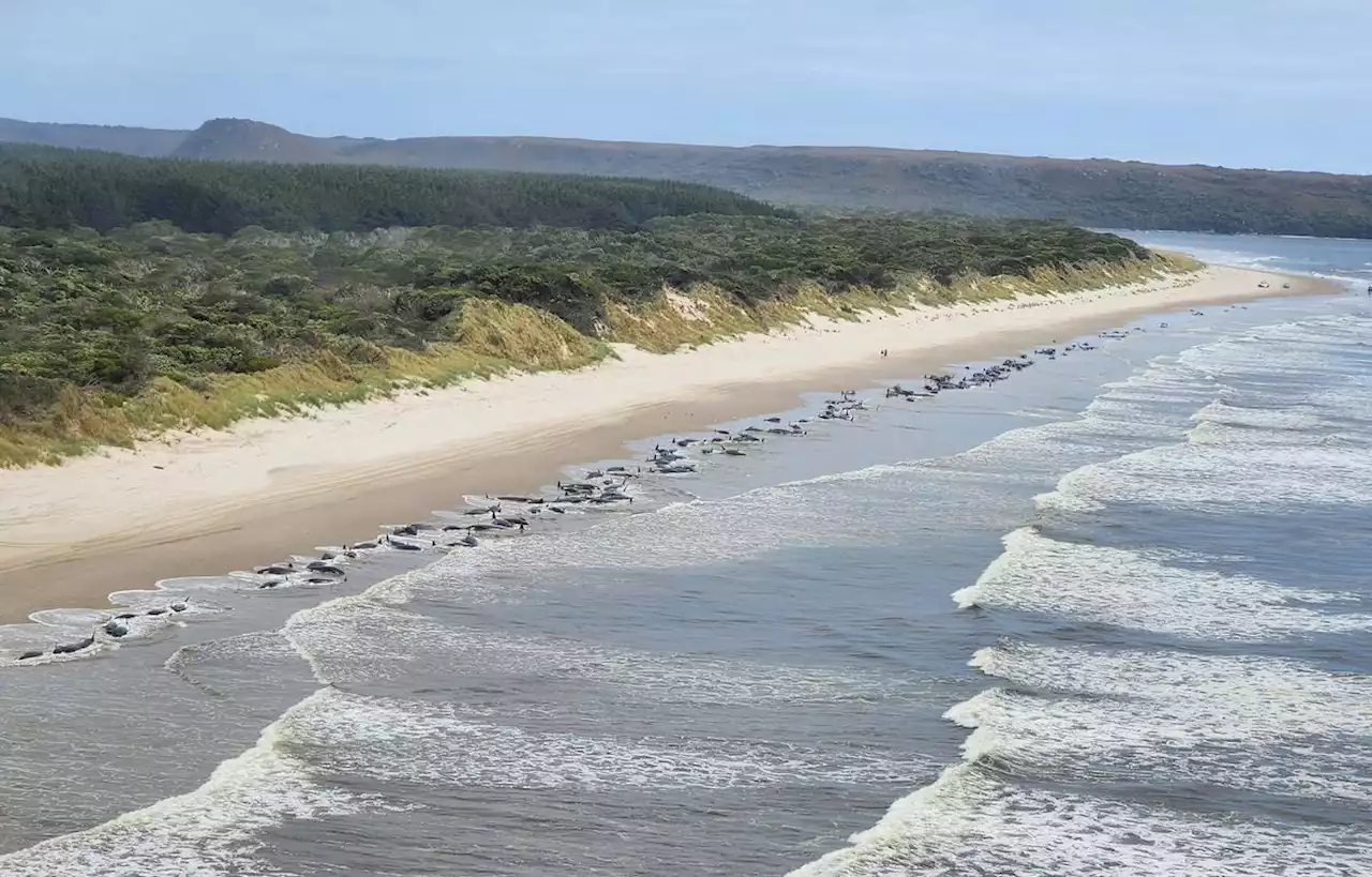 L’Australie va créer un parc marin protégé de la taille de l’Espagne