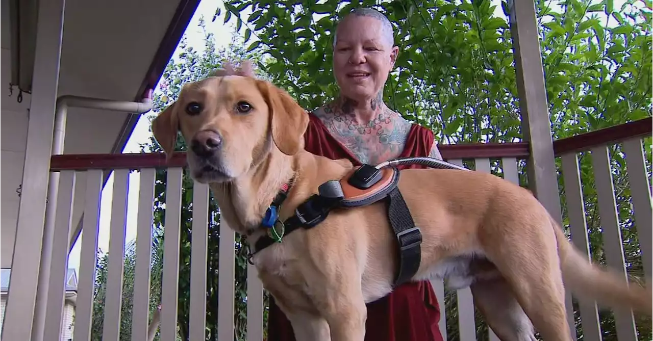 Queensland hotel comes under fire after woman with service dog told to leave