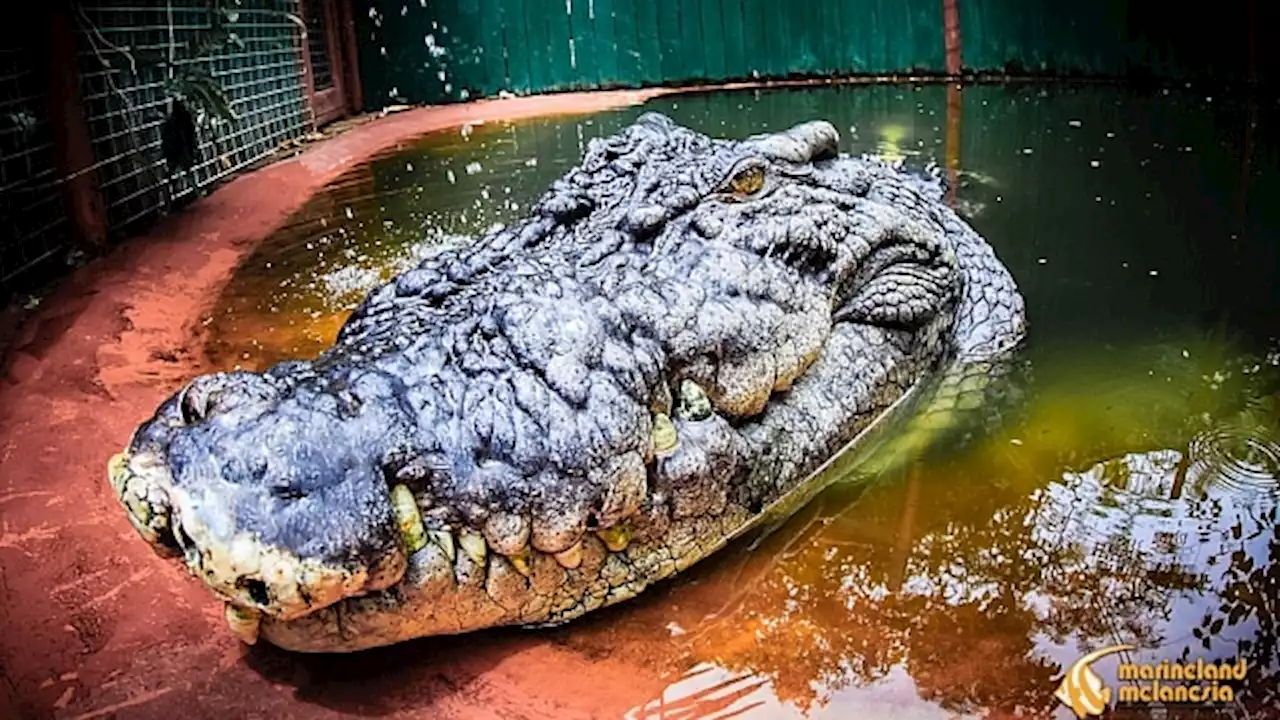 Cassius is the largest saltwater crocodile in captivity in the world. He might also be one of the oldest on Earth