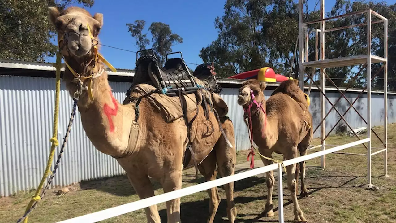 Farmer ‘devastated’ after bus hits two camels, person in critical condition