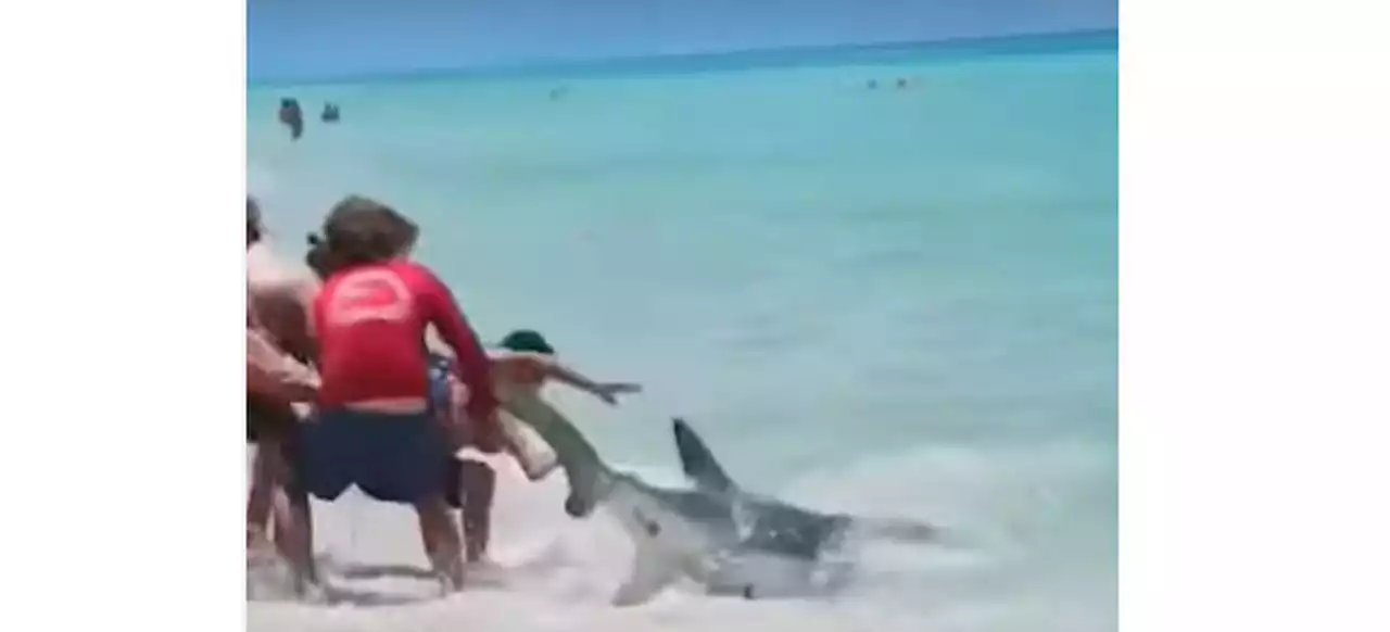 Bystander video shows sharks being caught, released in Panama City Beach