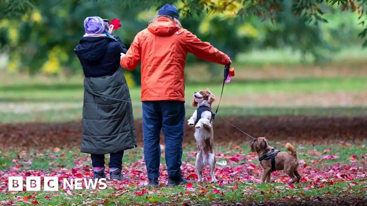 Possible £1k fines for dogs off leads in North Northamptonshire area