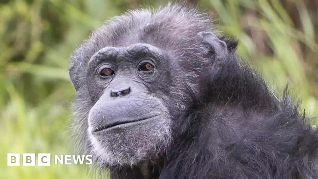 Whipsnade Zoo chimpanzee reaches 50th birthday