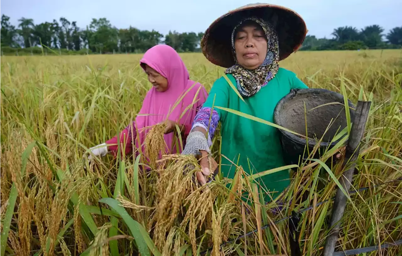 Mei 2023, Nilai Tukar Petani Turun 0,34 persen