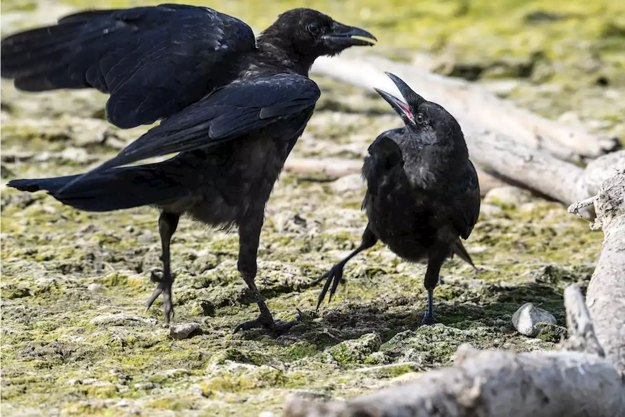 Aggro-Krähen: Warum greifen die Vögel plötzlich Menschen an?