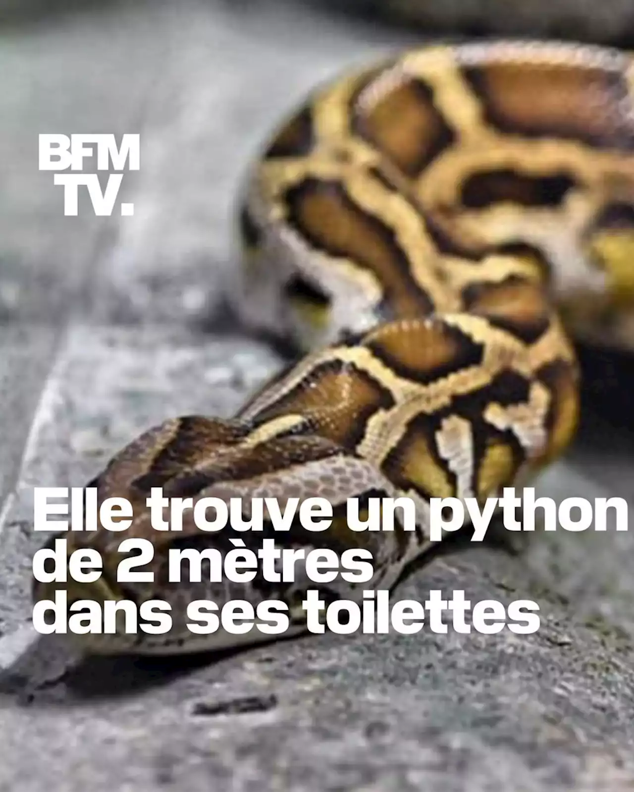 Aveyron: elle trouve un python de 2 mètres dans ses toilettes